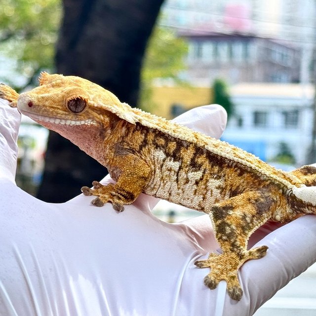 트라이 쿼드 핀스트라이프 드리피