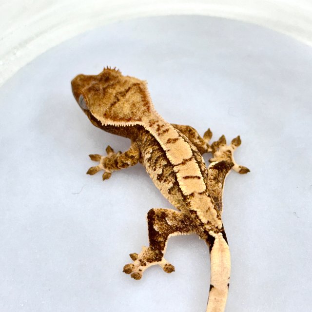 트라이 익스트림할리퀸 화이트스팟