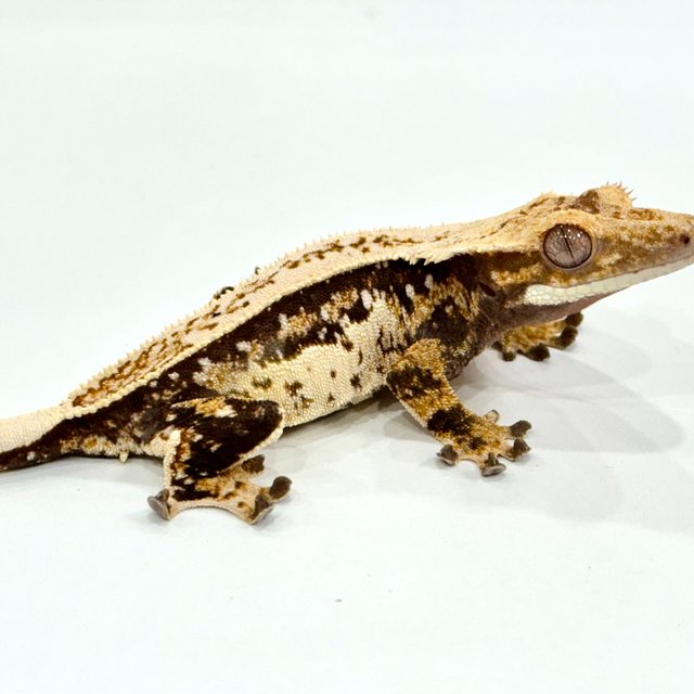 트라이 쿼드 풀핀