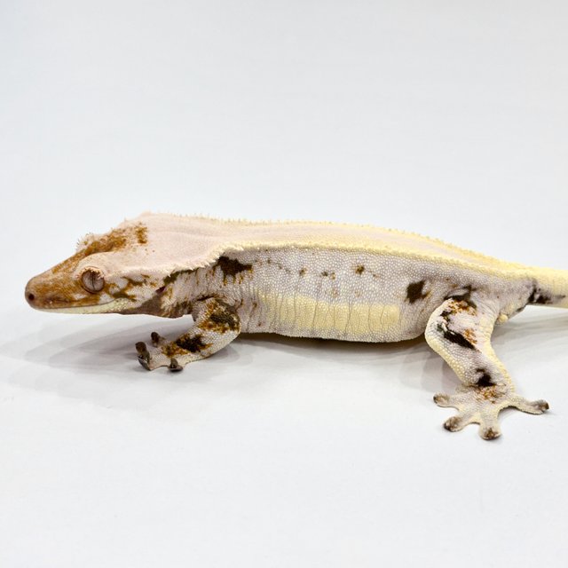 솔리드백 릴리화이트 트라이 쿼드 풀핀