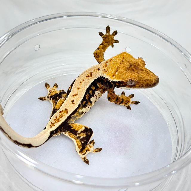 트라이 쿼드 풀핀 드리피 텐저린