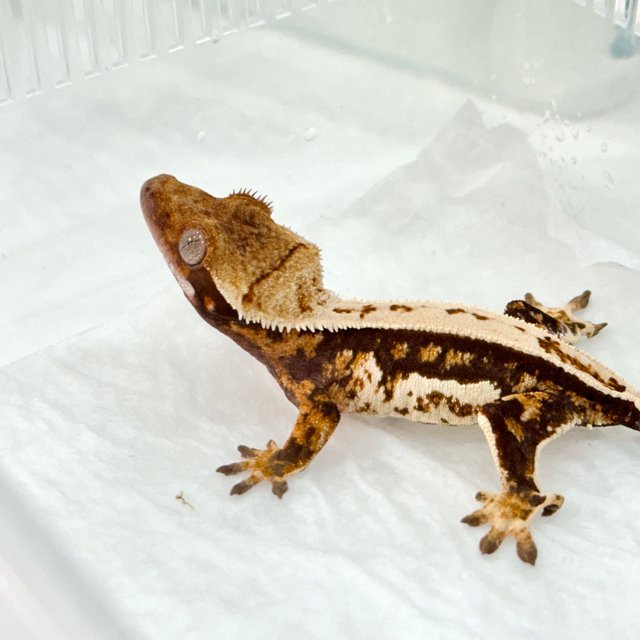 트라이 쿼드 풀핀