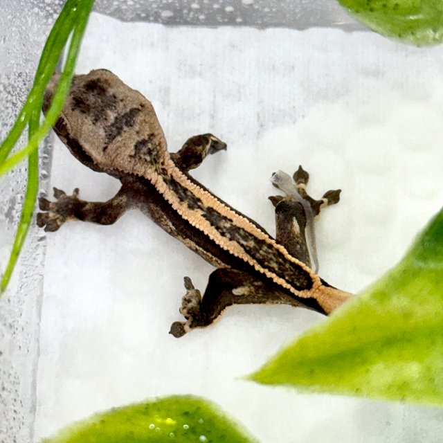 슈퍼스트라이프 엠티백 쿼드 풀핀