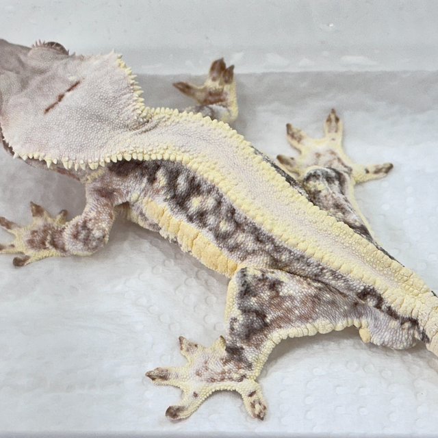 릴리화이트 트라이