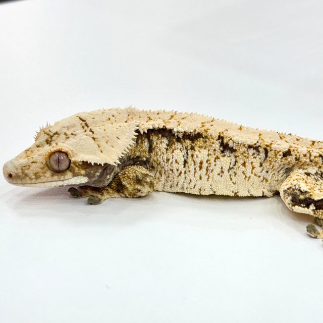 트라이 익스트림할리퀸 화이트스팟