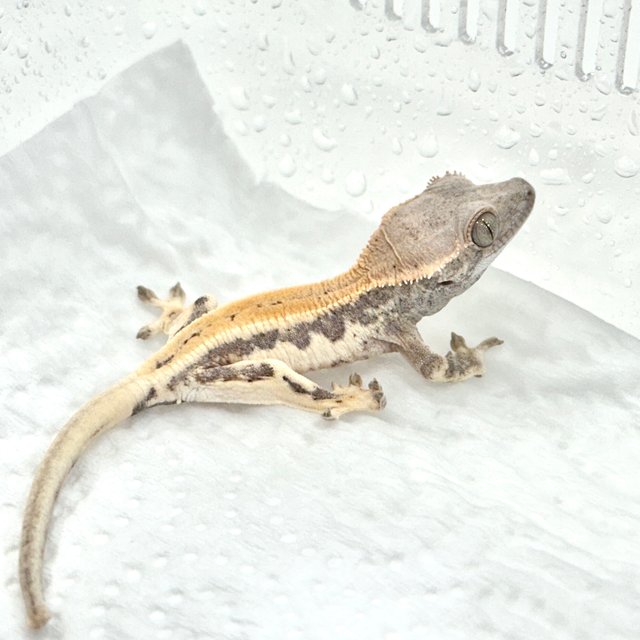 릴리 세이블 세이블 릴리화이트