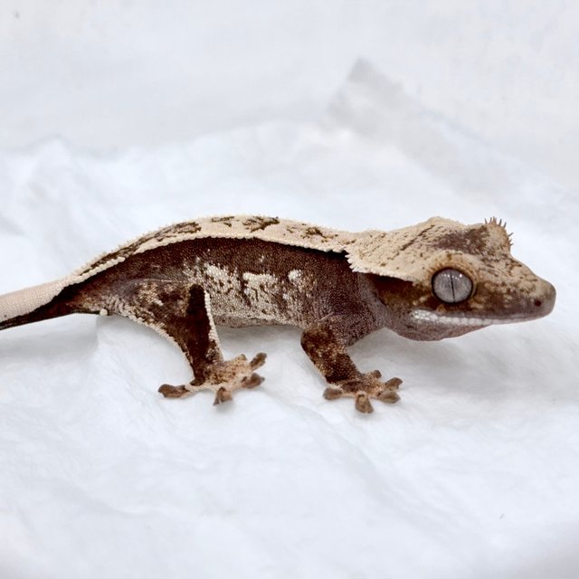 100%헷아잔틱 쿼드