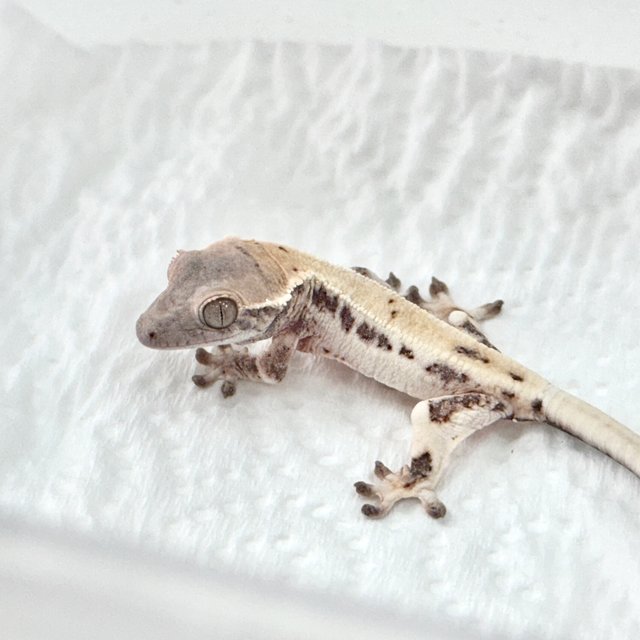 릴리 세이블 세이블 릴리화이트