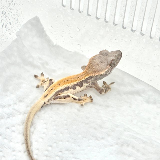 릴리 세이블 세이블 릴리화이트