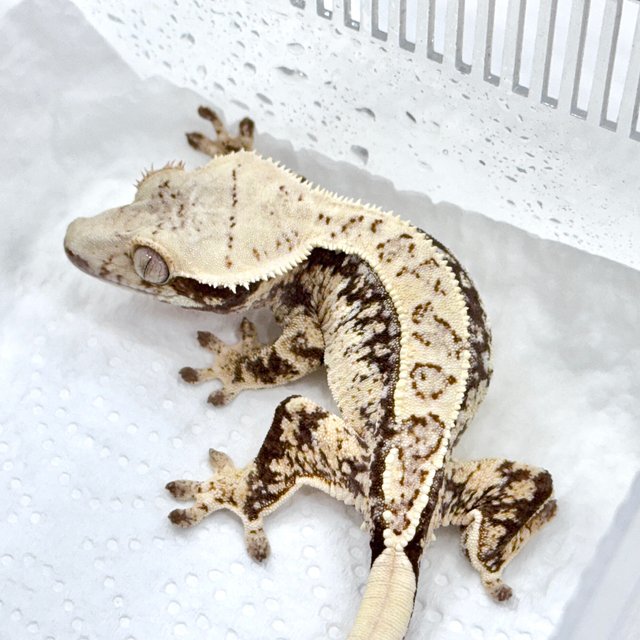 쿼드 드리피 화이트스팟