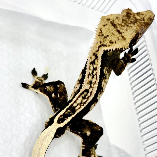 슈퍼스트라이프 엠티백 쿼드 풀핀