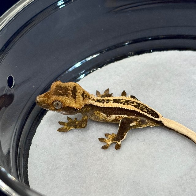 슈퍼스트라이프 엠티백 쿼드 풀핀