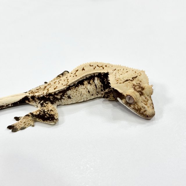 드리피 트라이 쿼드 핀스트라이프 화이트스팟