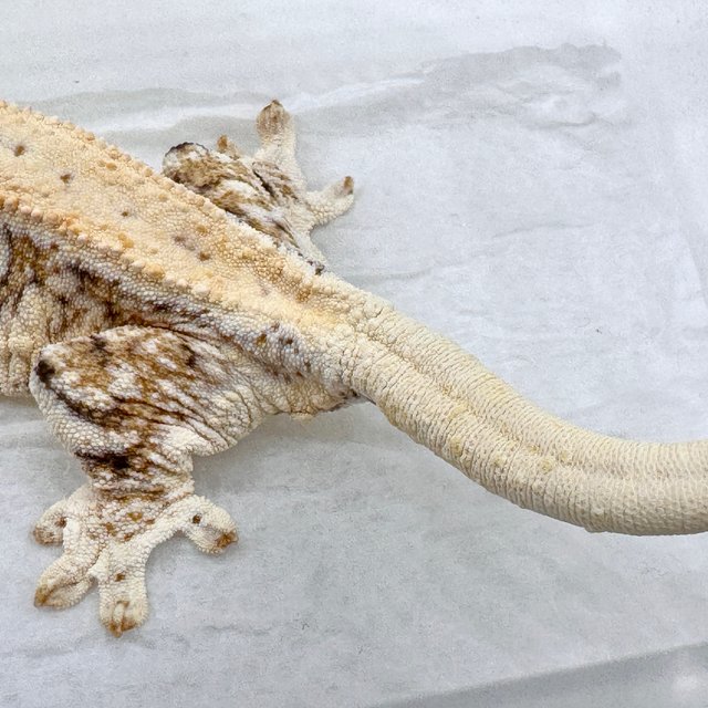 트라이 릴리화이트