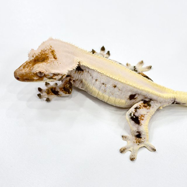 솔리드백 릴리화이트 트라이 쿼드 풀핀