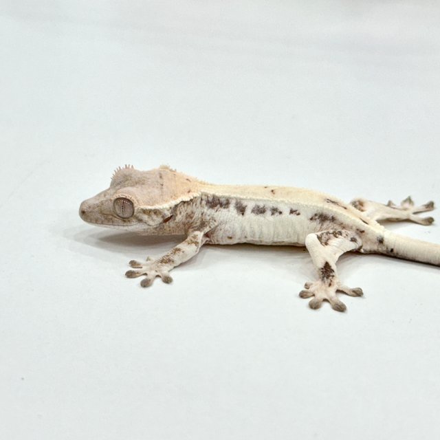 릴리 세이블 세이블 릴리화이트