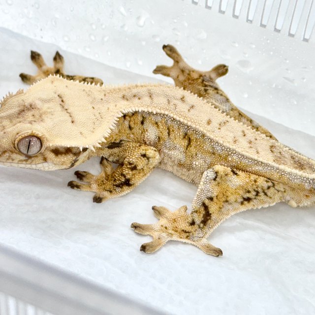 쿼드 풀핀 트라이 드리피 화이트스팟