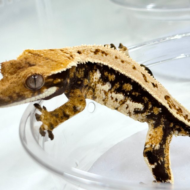 트라이 쿼드 풀핀 드리피 텐저린