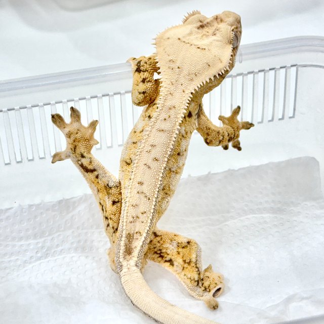 쿼드 풀핀 트라이 드리피 화이트스팟