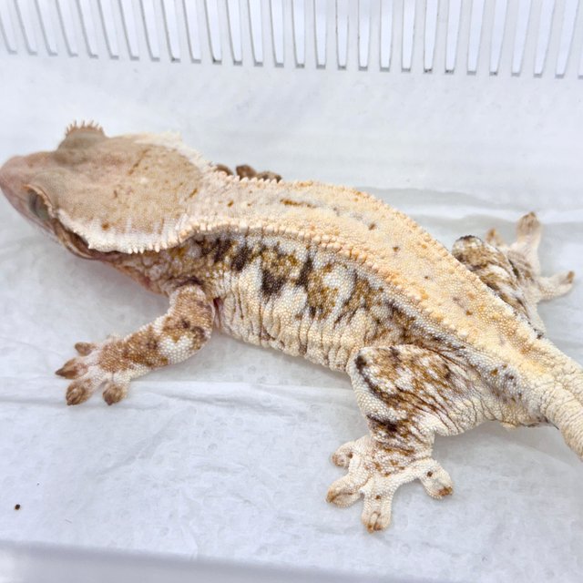 트라이 릴리화이트