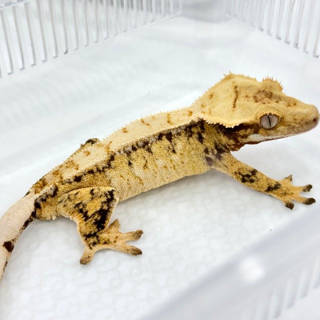 트라이 드리피 화이트스팟 쿼드 핀스트라이프