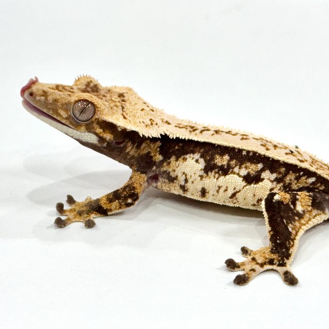 트라이 쿼드 풀핀