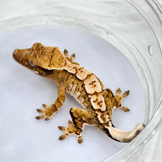 트라이 익스트림할리퀸 화이트스팟