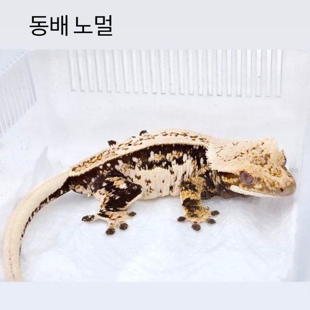 솔리드백 릴리화이트 트라이 쿼드 풀핀