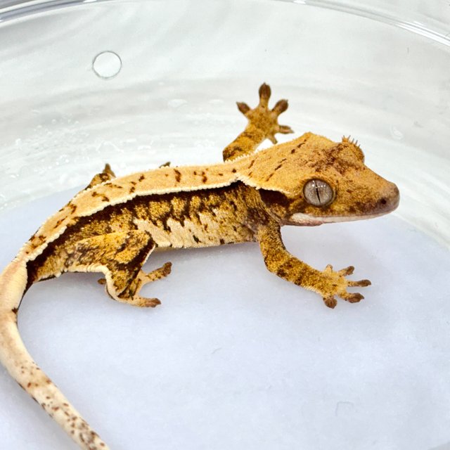 트라이 쿼드 핀스트라이프 화이트스팟