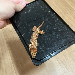 GTX 레드바 하키토