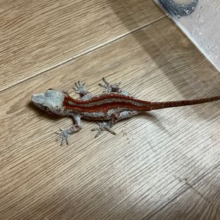 스트라이프