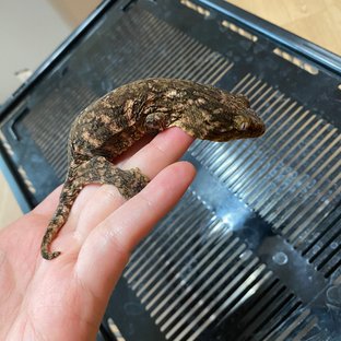 헷 멜라니스틱 GT 하키토 다스몰