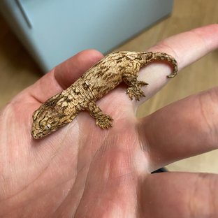 GTX 레드바 하키토