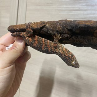 레드바 헷 멜라니스틱 하키토 다스몰