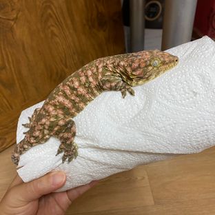 리버만