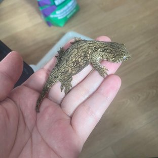 다스몰 헷 멜라니스틱 하키토