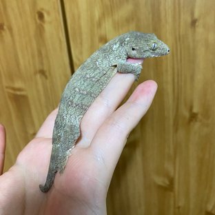 헷 멜라니스틱 GT 하키토 다스몰