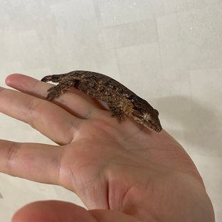 GT 하키토 헷 멜라니스틱 다스몰