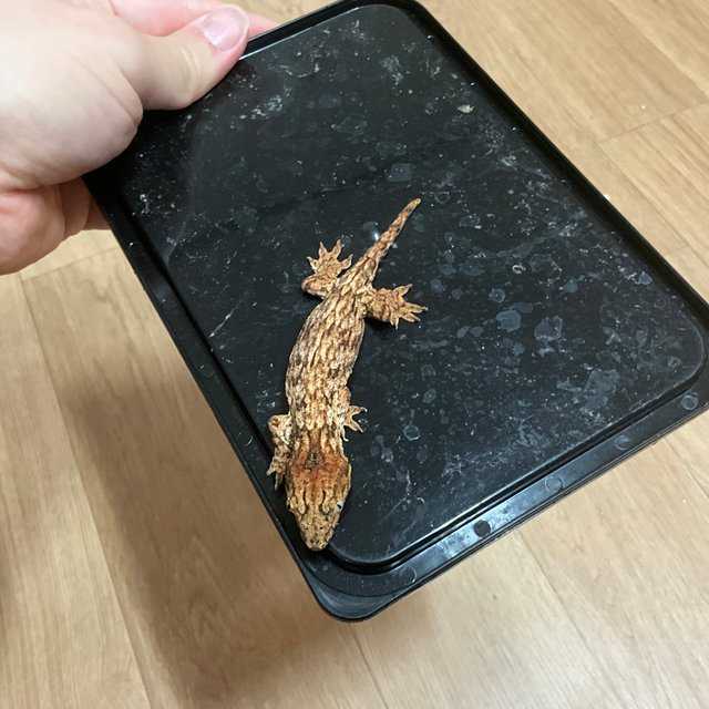 GTX 레드바 하키토