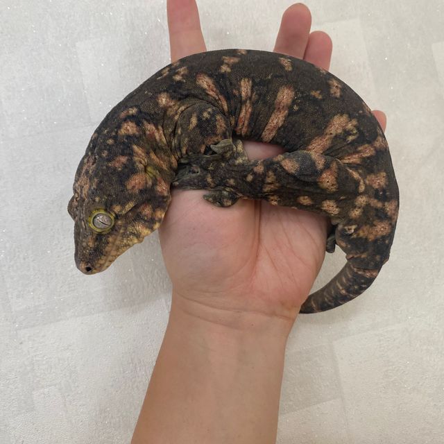 하키토