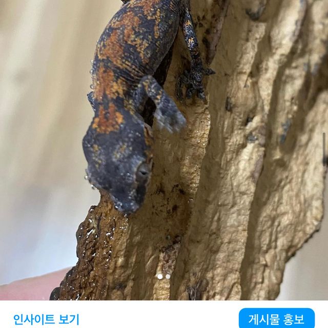 블로치드 스켈레톤