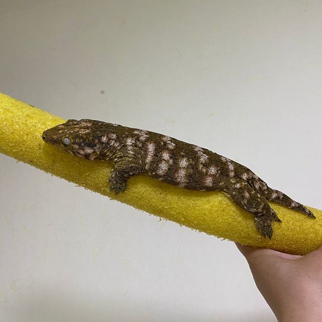 브로쓰