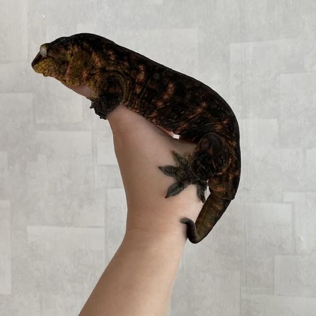 멜라니스틱 하키토 다스몰