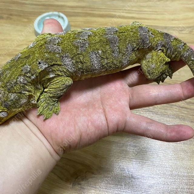 브로쓰