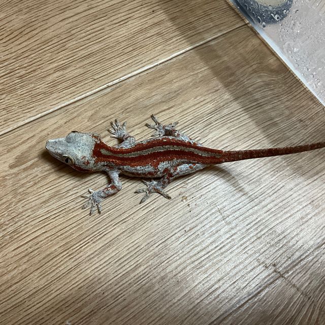 스트라이프
