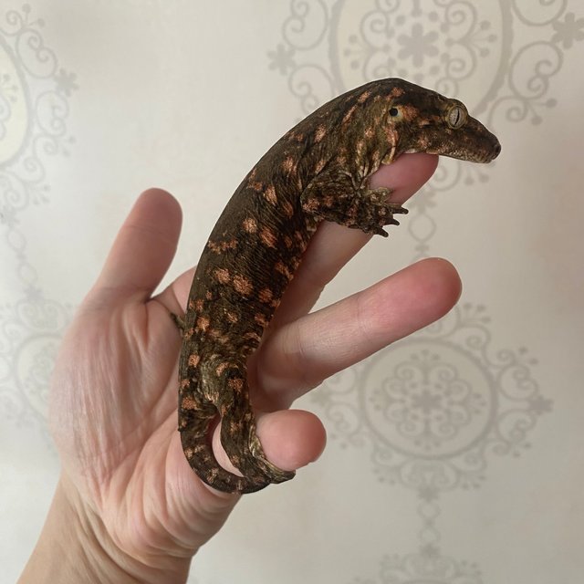 GTX 하키토 노멀