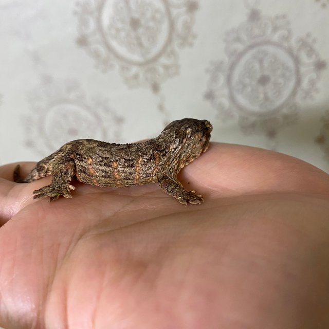 헷 멜라니스틱 GT 하키토 다스몰