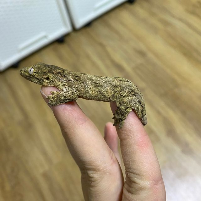 노멀