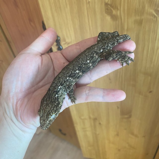 헷 멜라니스틱 하키토 GT 다스몰