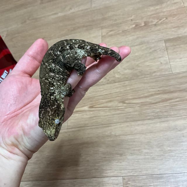 브로쓰 카나와